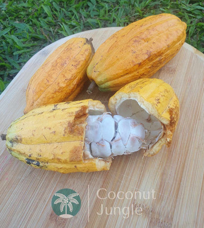 Cacao Fruit Tree