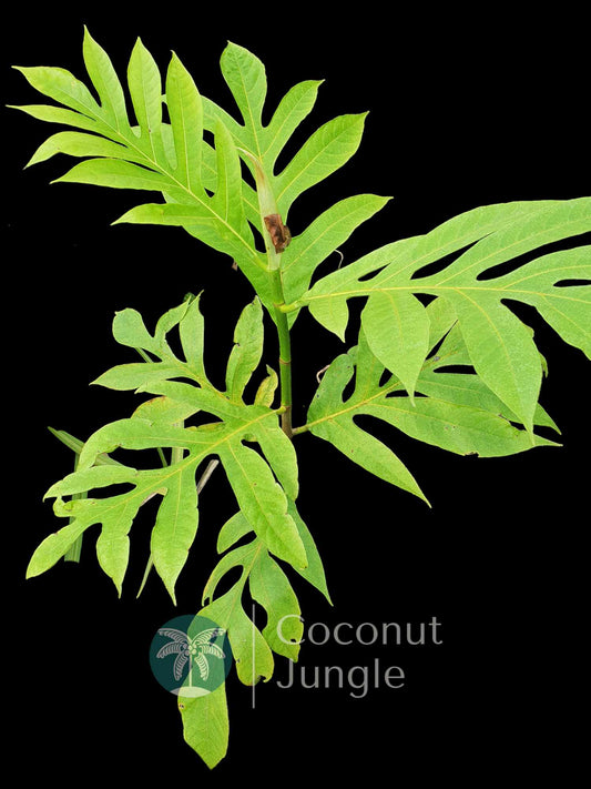 Bread Fruit Tree