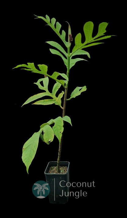 Bread Fruit Tree