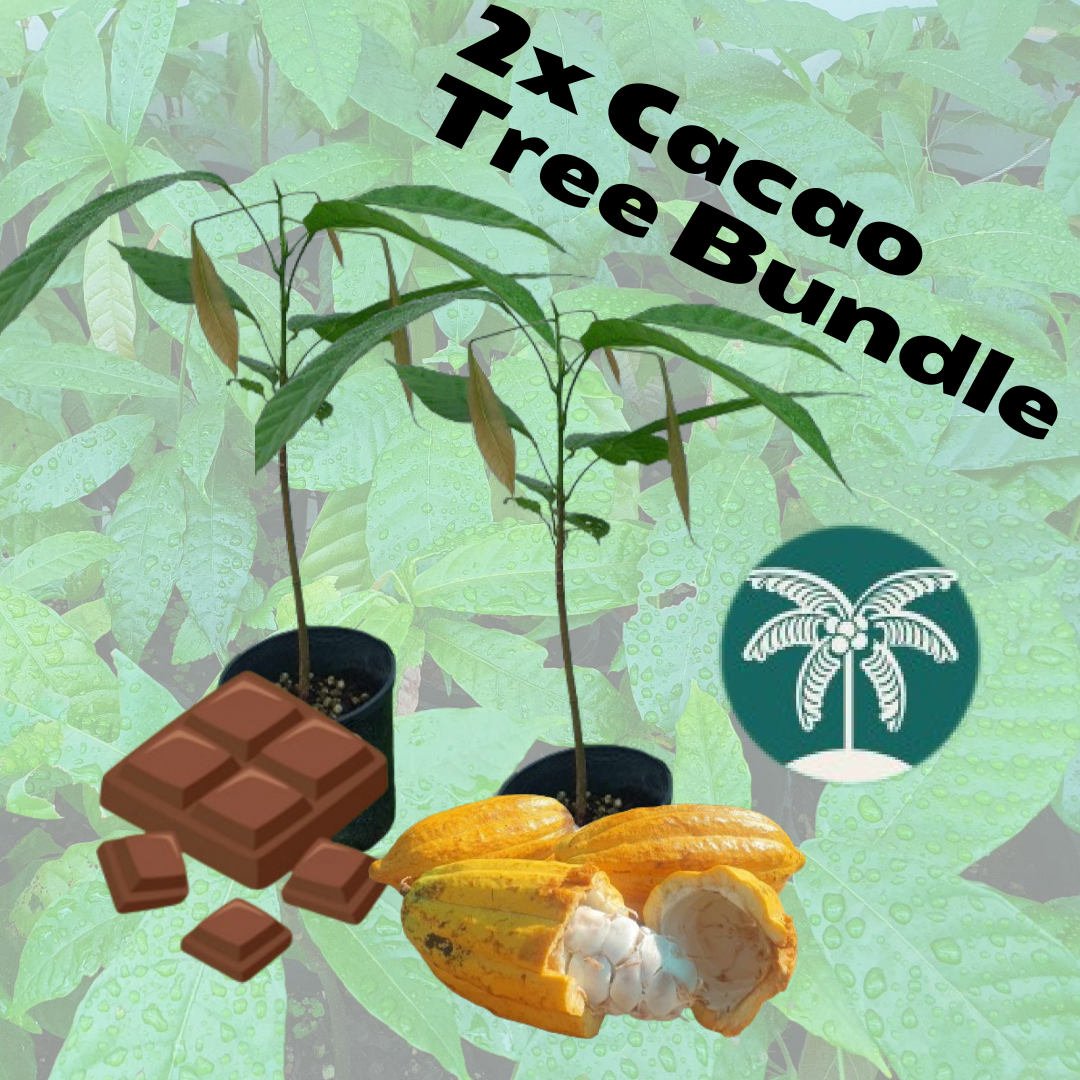 Cacao Fruit Tree