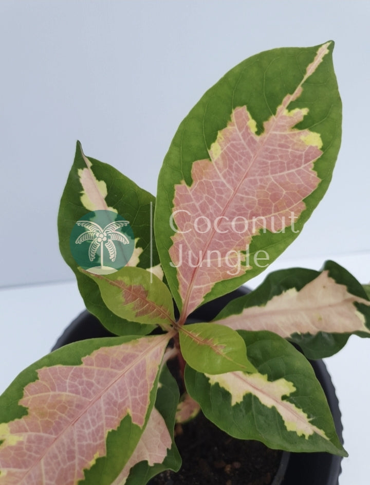 Graptophyllum  'Green/ Pink'