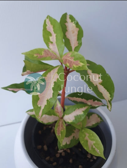 Graptophyllum  'Green/ Pink'