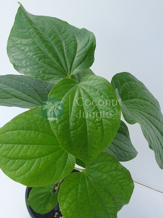 Betel Leaf Plant/ La lot