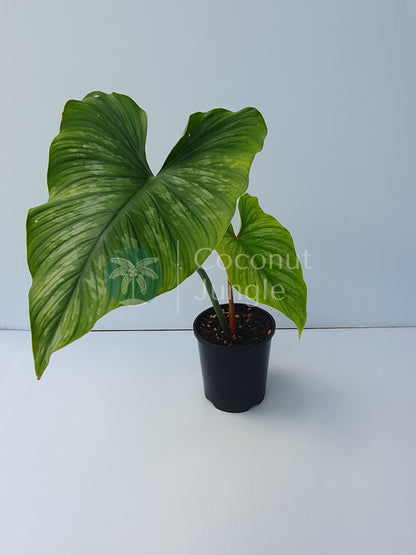 Philodendron- Mamei