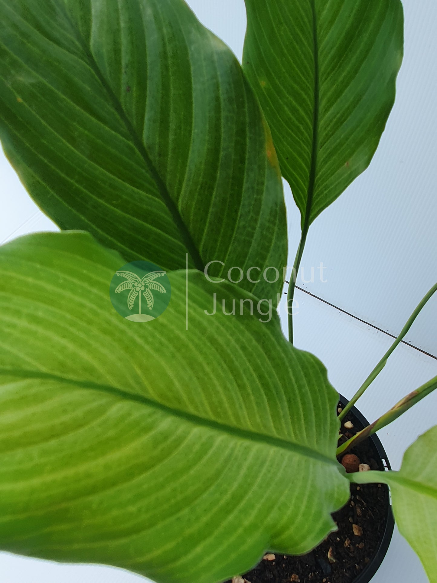 Peace Lily 'Silver'