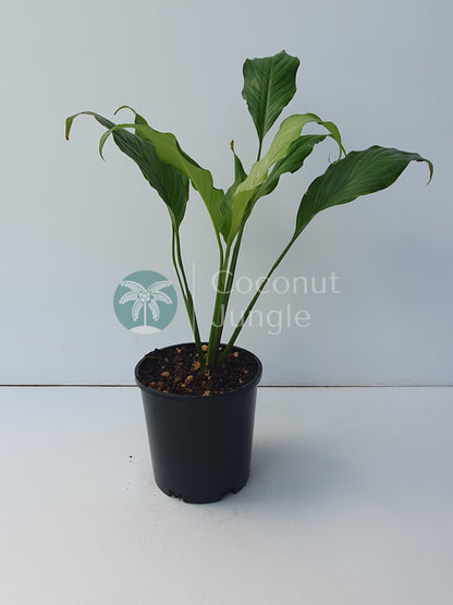 Peace Lily 'Silver'