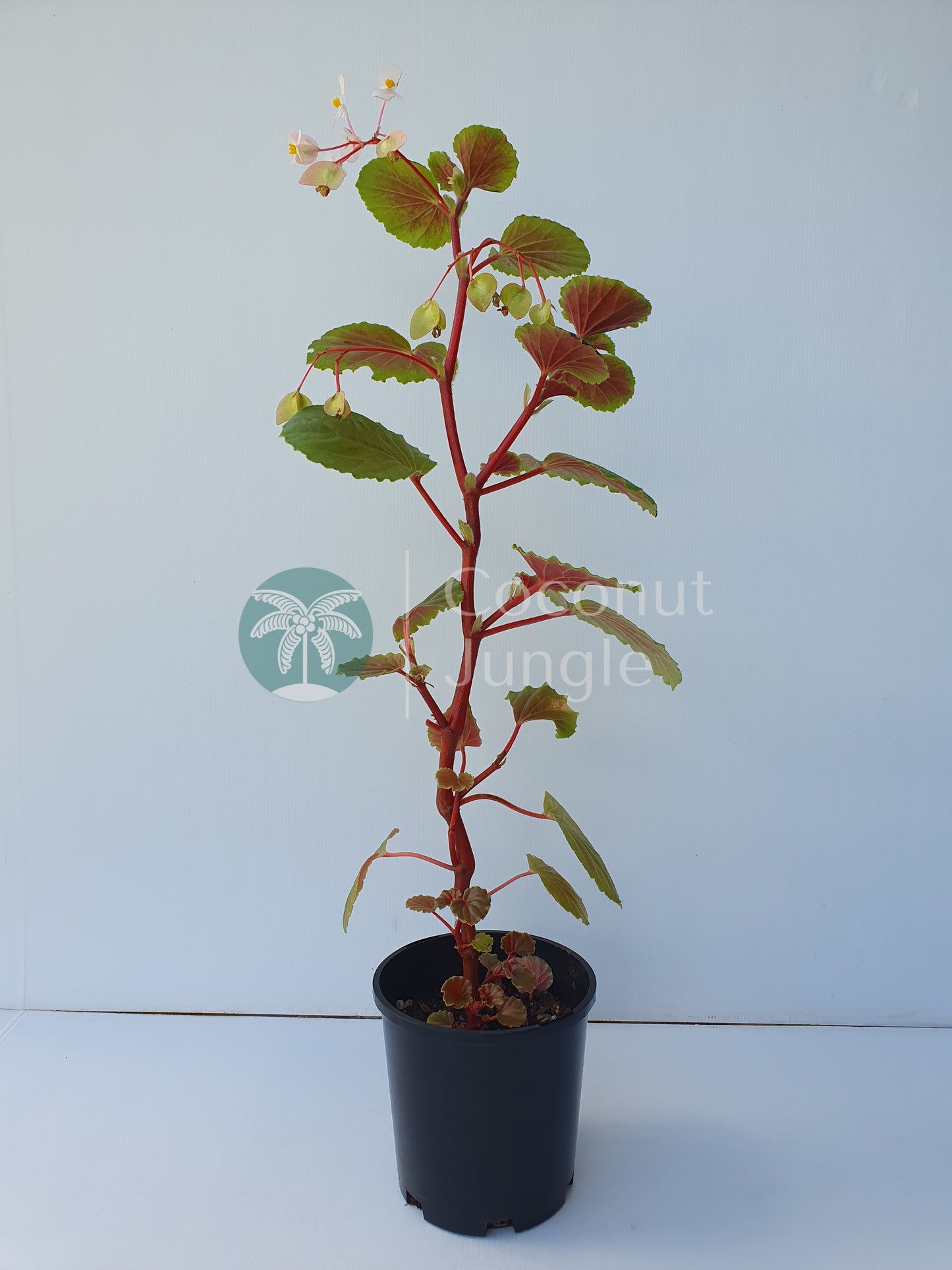 Begonia 'Fischeri'