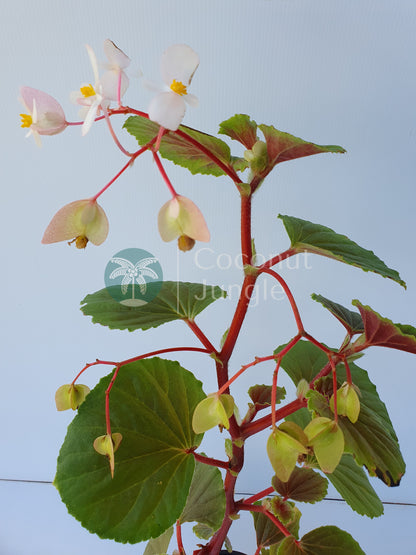 Begonia 'Fischeri'