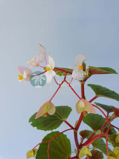 Begonia 'Fischeri'