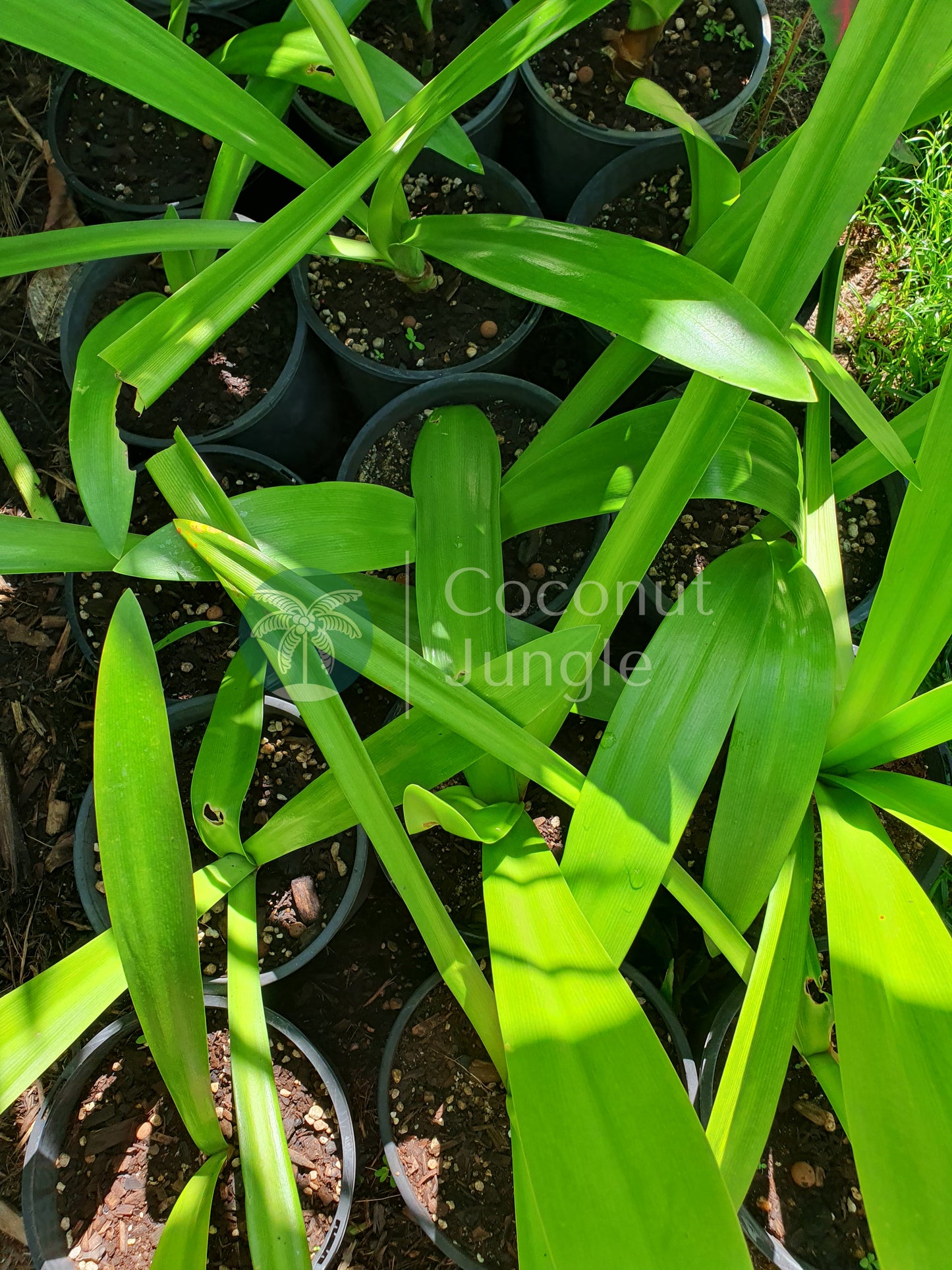 Spider Lily (White) - Bareroot