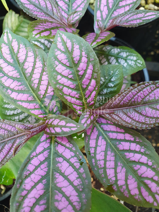 Persian Shield