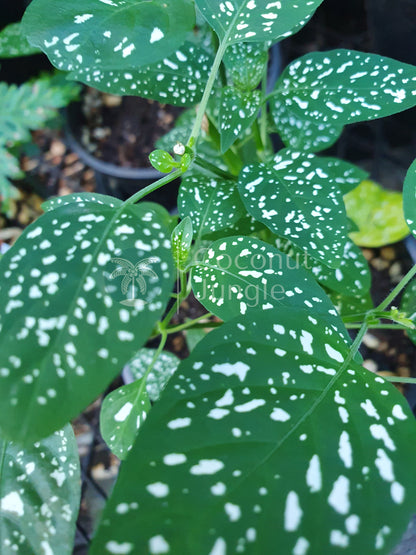 Polka Dot Plant