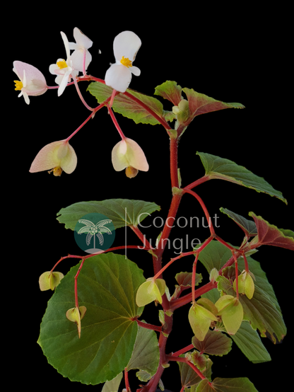 Begonia 'Fischeri'