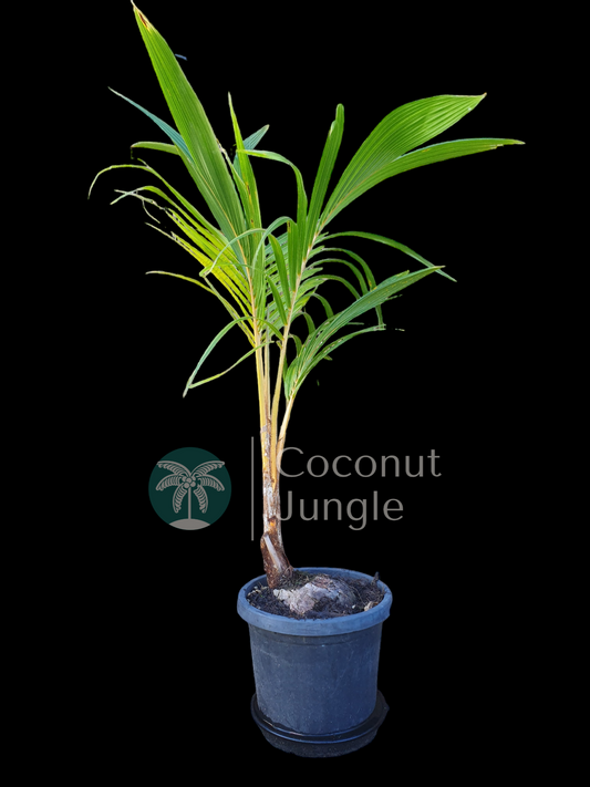 Dwarf Coconut Palm- Golden Malay