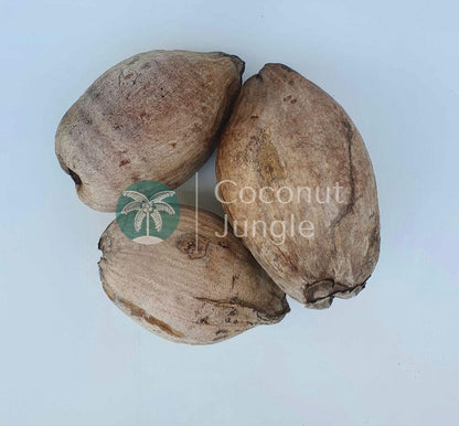 Dried Coconut