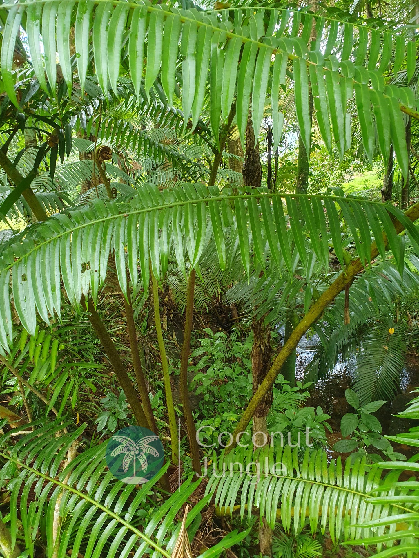 King Fern- Angiopteris Evecta