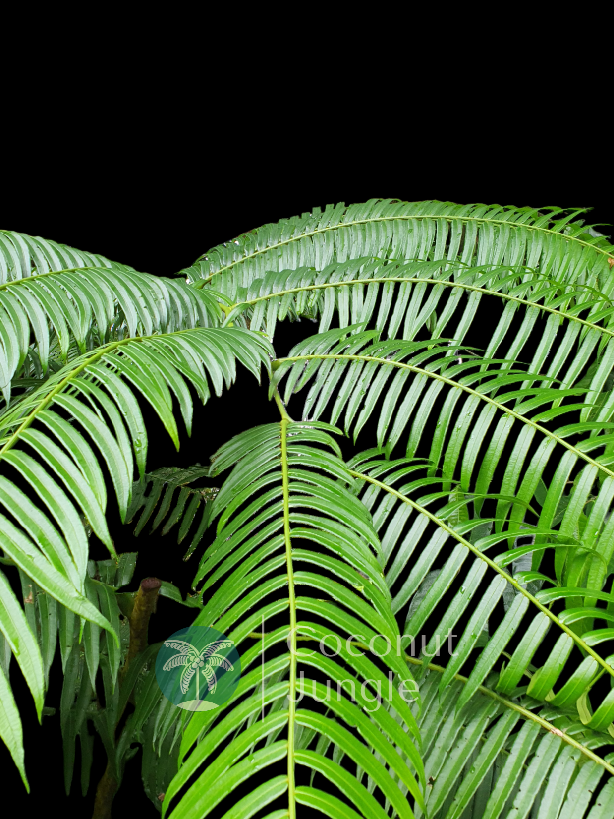 King Fern- Angiopteris Evecta