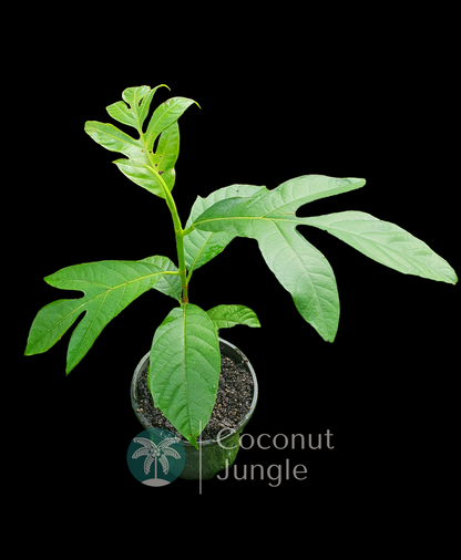 Bread Fruit Tree