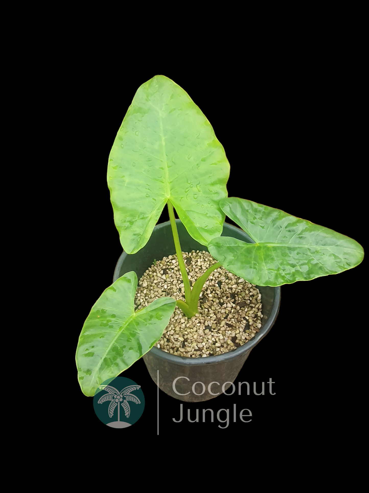 Alocasia Macrorrhiza 'Giant Elephant Ear'