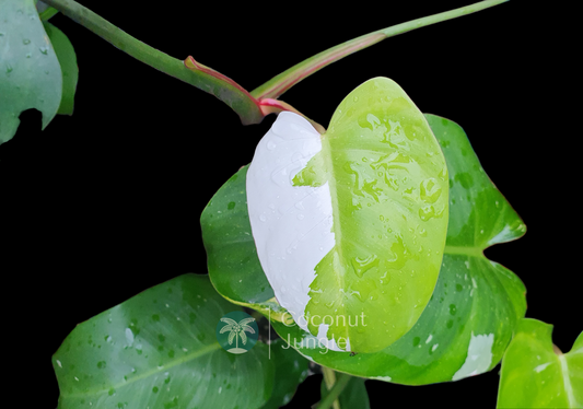 Philodendron- White Princess