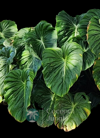 Philodendron- Dean McDowell