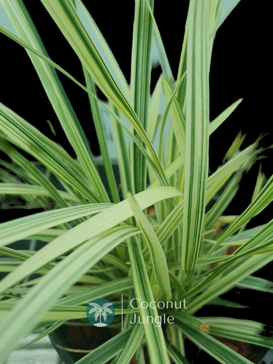 Mondo Grass- Variegated