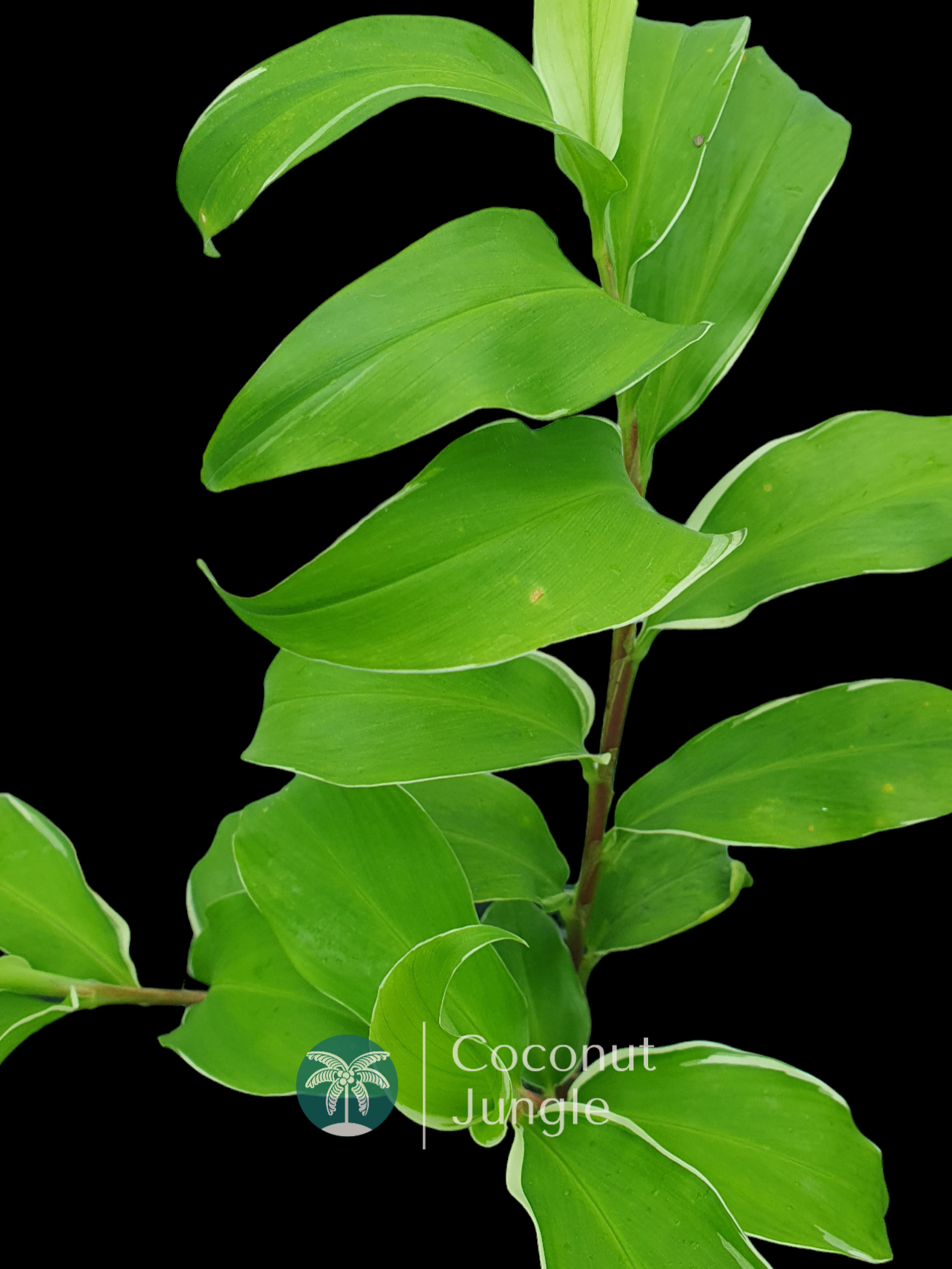 Ginger 'Variegated Shampoo'