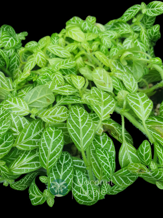 Fittonia 'White Angel- Green'