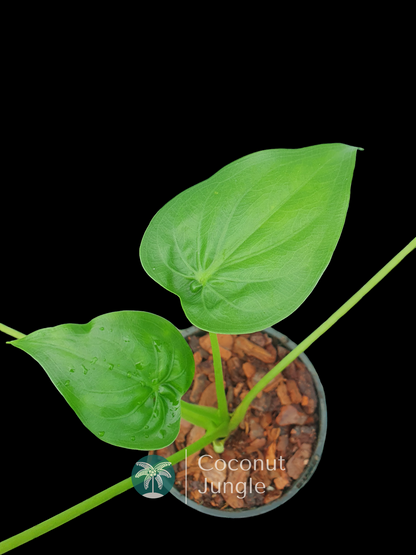 Alocasia 'Buddhas Hand'