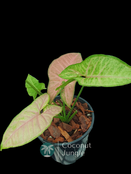 Syngonium- Neon Pink