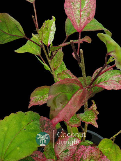 Hibiscus 'Variegated Roseflake'