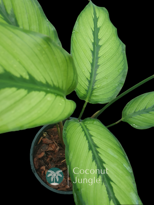 Calathea 'Ornata'