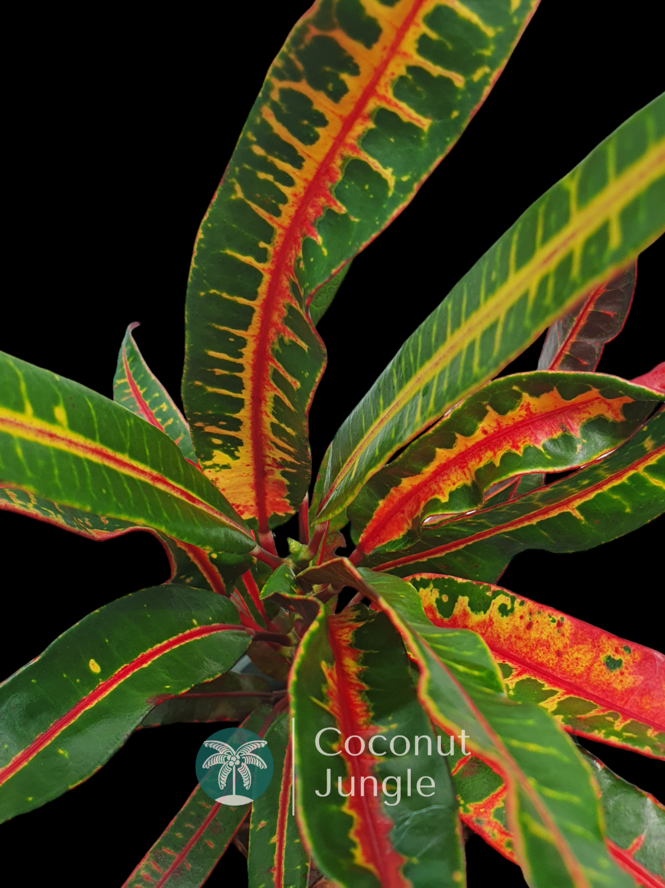 Croton 'Red Banana'