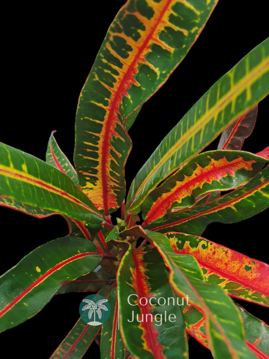 Croton 'Red Banana'