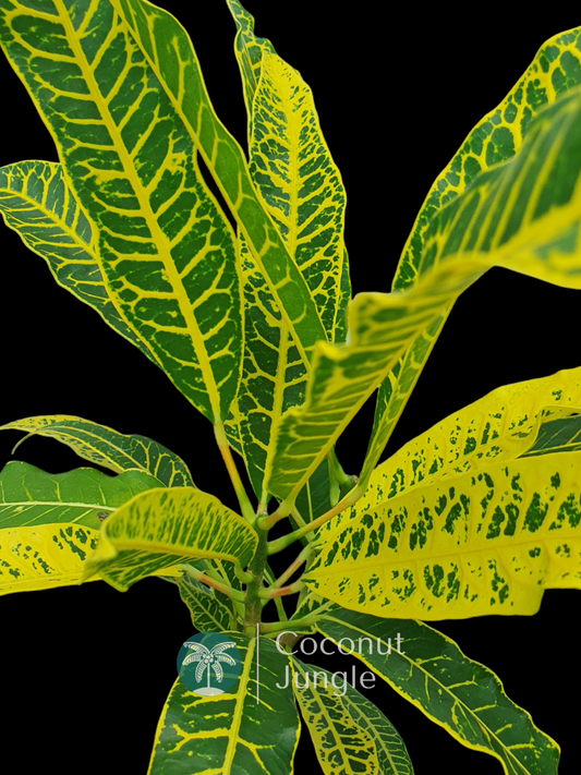 Croton 'Mammy Yellow'