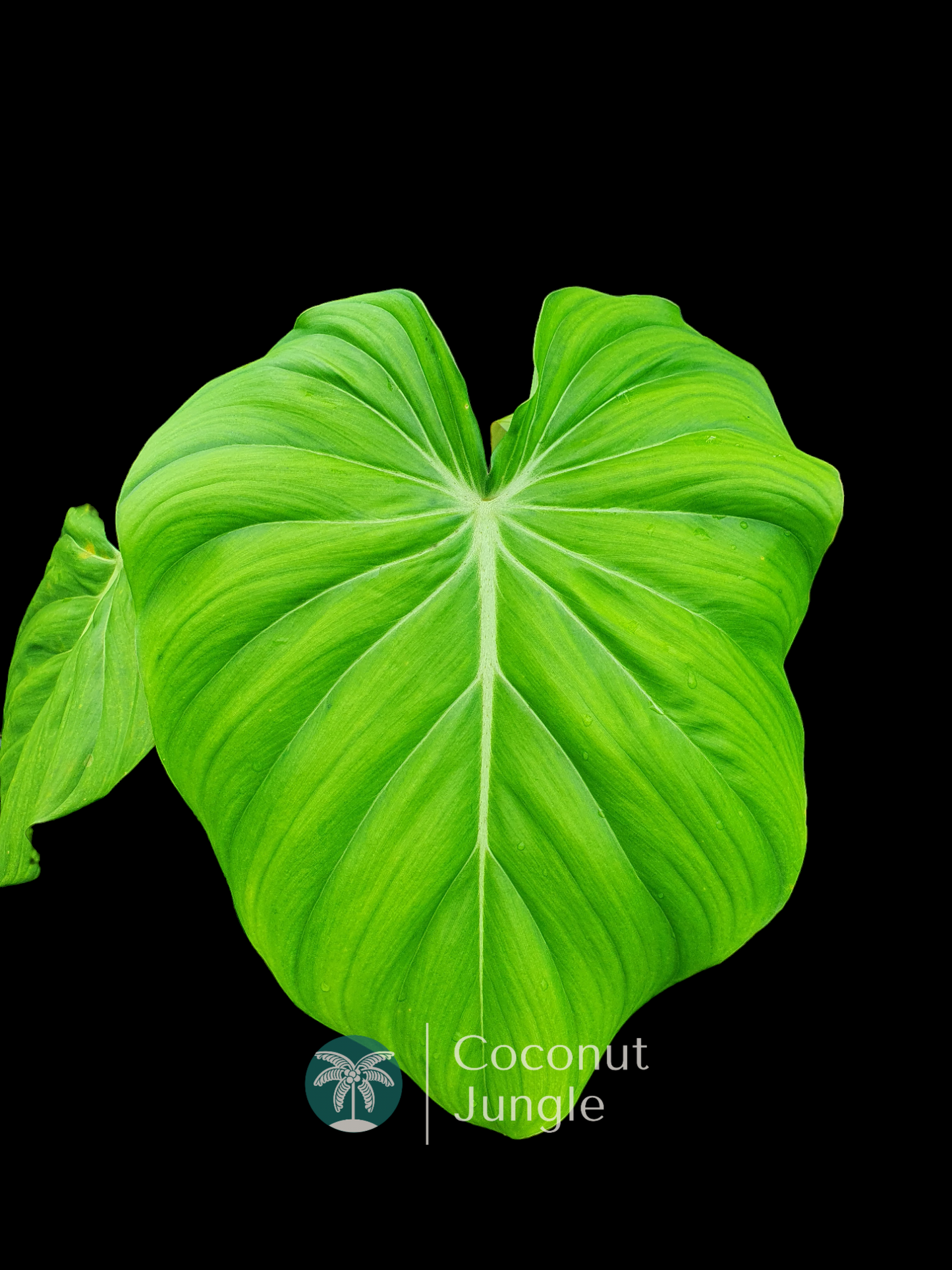 Philodendron- Dean McDowell