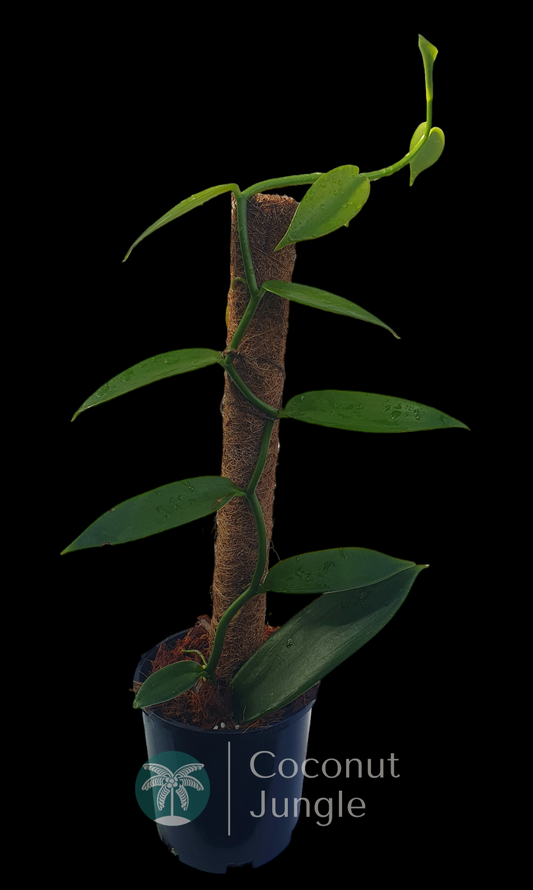 WYSIWYG Vanilla Bean Vine