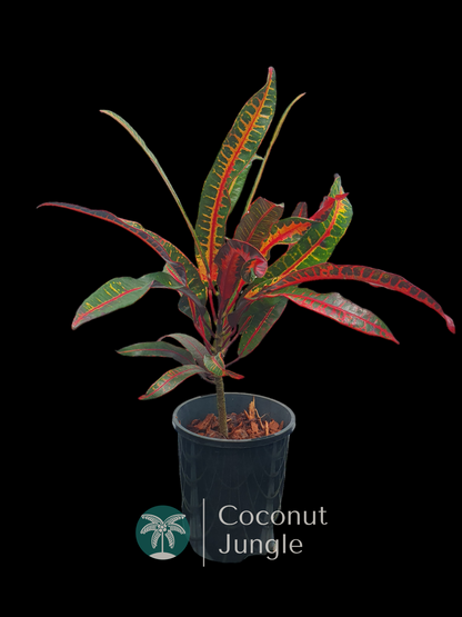 Croton 'Red Banana'