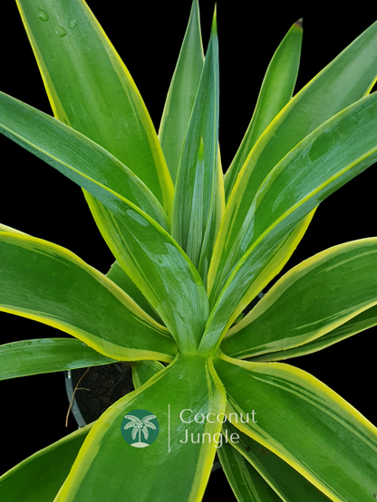 Agave 'Desmettiana Variegata'