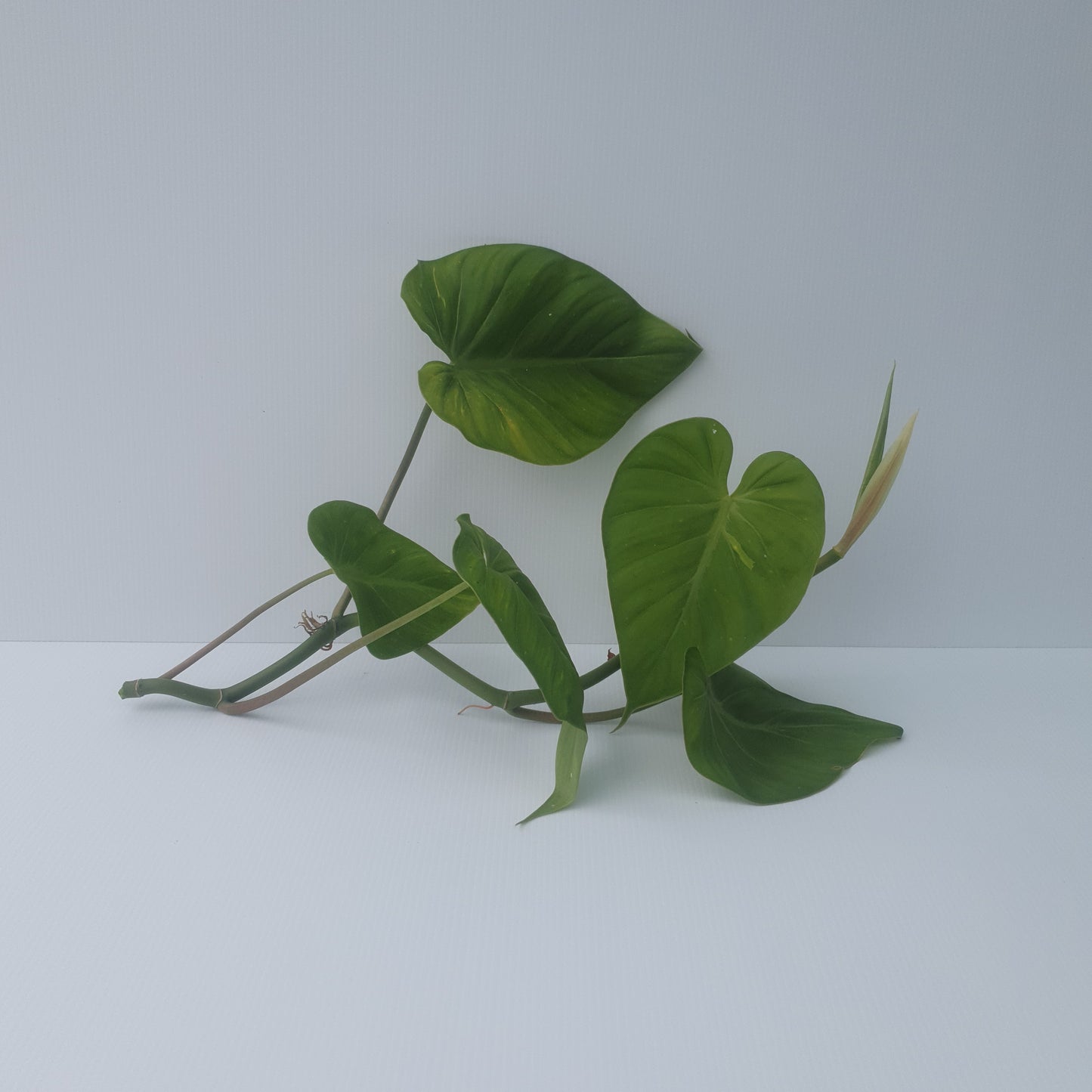 Philodendron- Micans