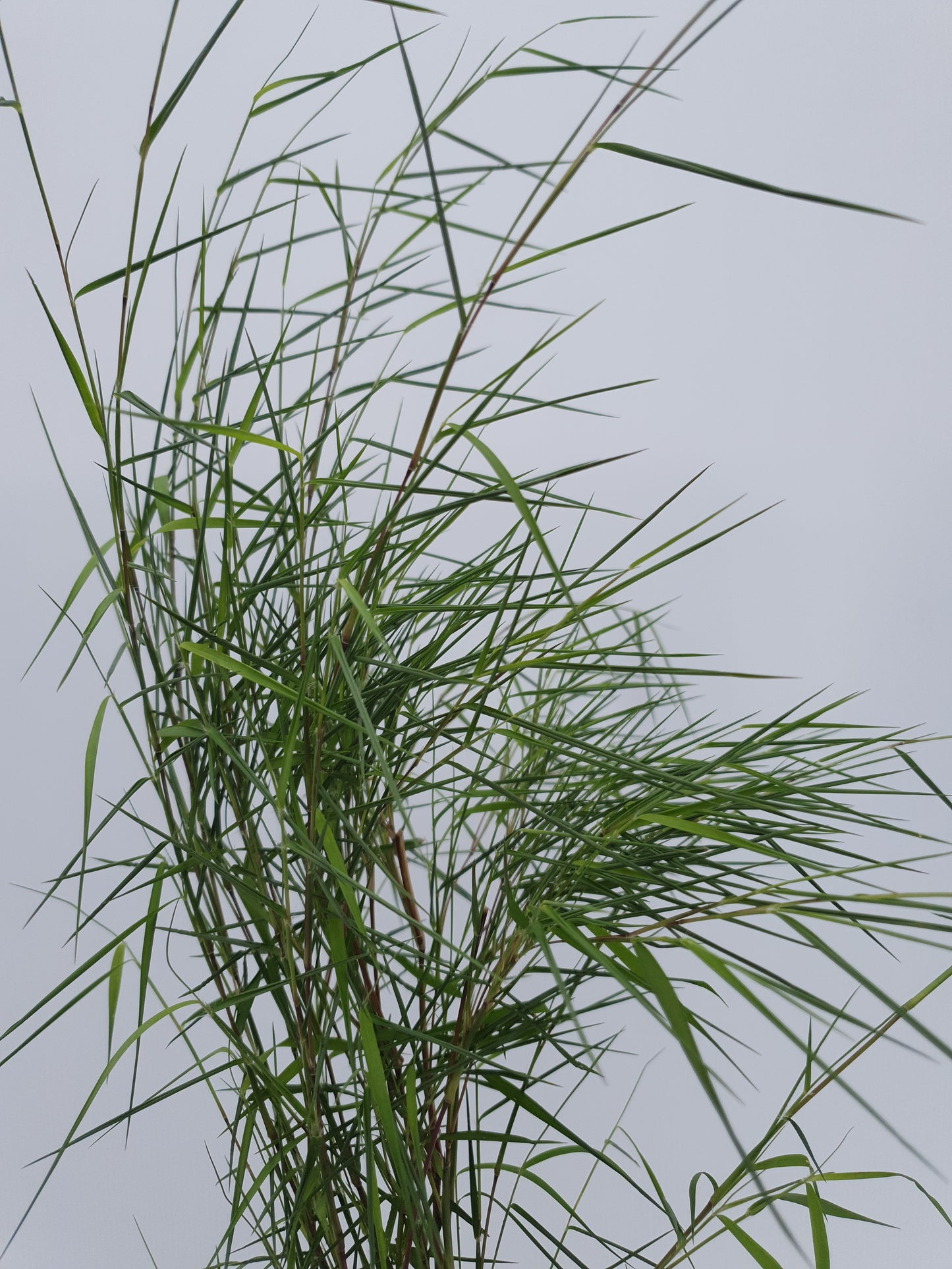 Baby Panda Bamboo