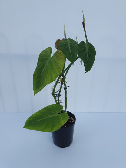 Philodendron- Micans