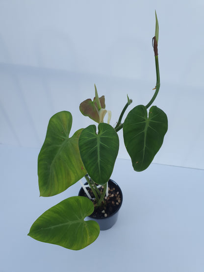 Philodendron- Micans