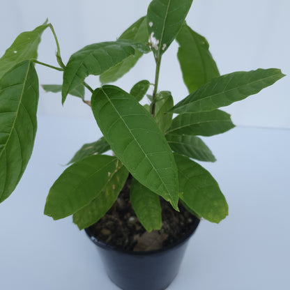 Cacao Fruit Tree