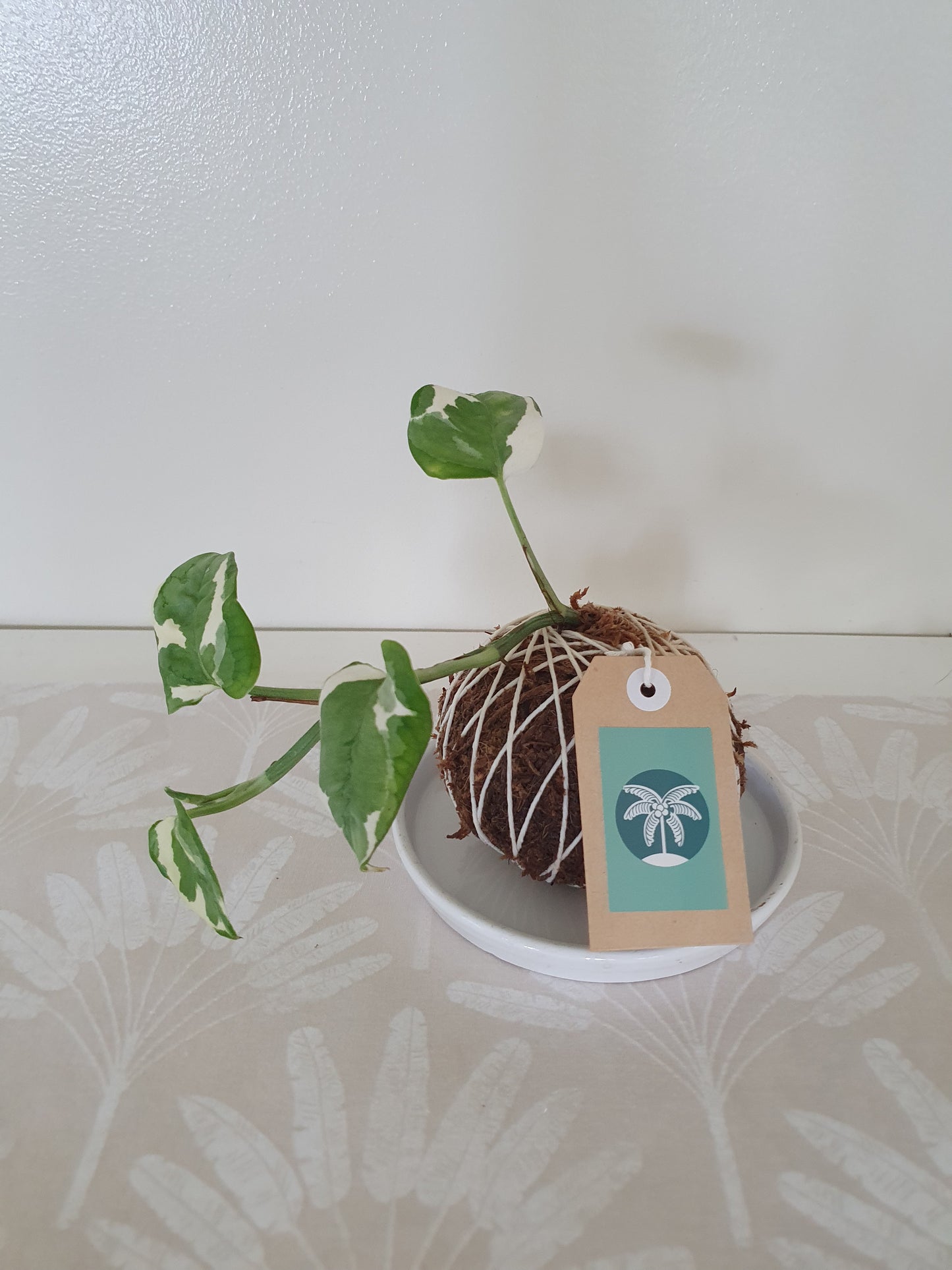 Kokedama- Pothos Snow Queen