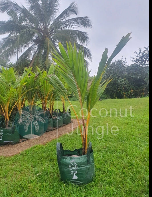 Coconut Palm 25L Pot