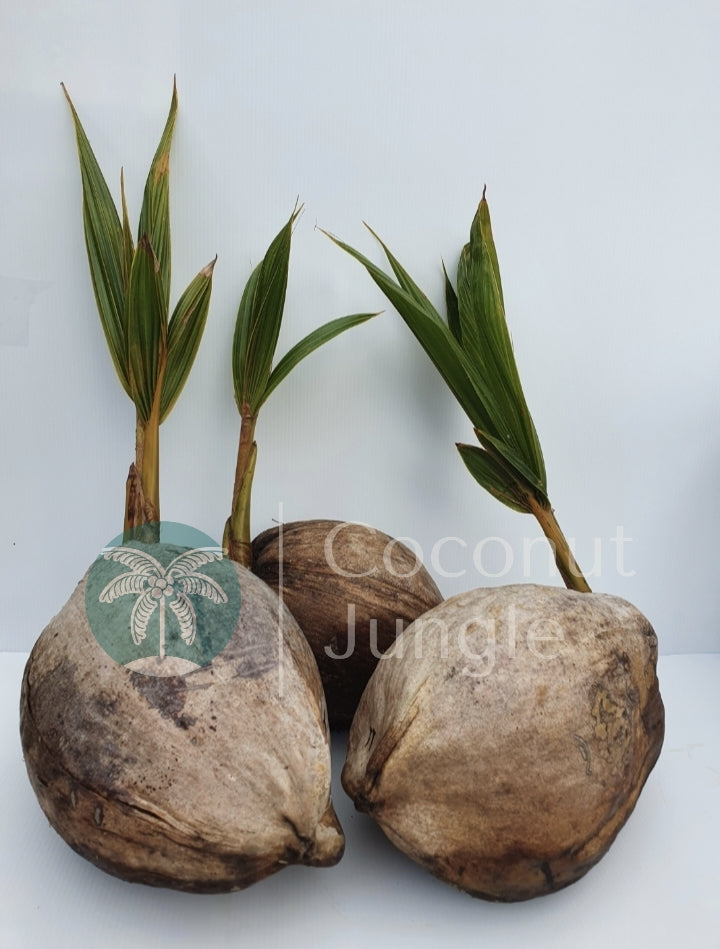 Coconut Palm Seedling