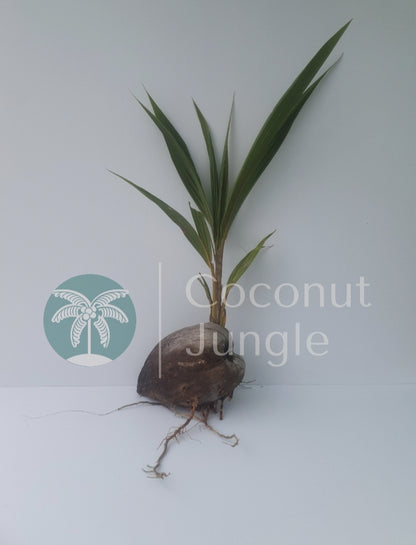 Coconut Palm Seedling