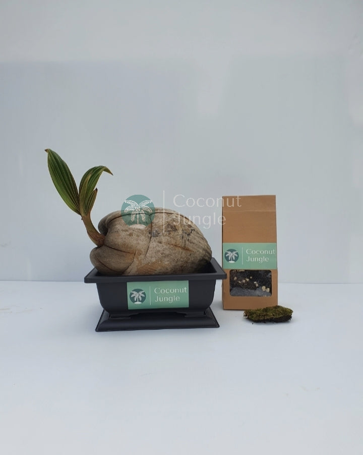 Coconut Bonsai DIY Kit