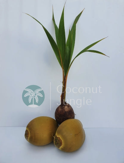 Dwarf Coconut Palm- Golden Malay